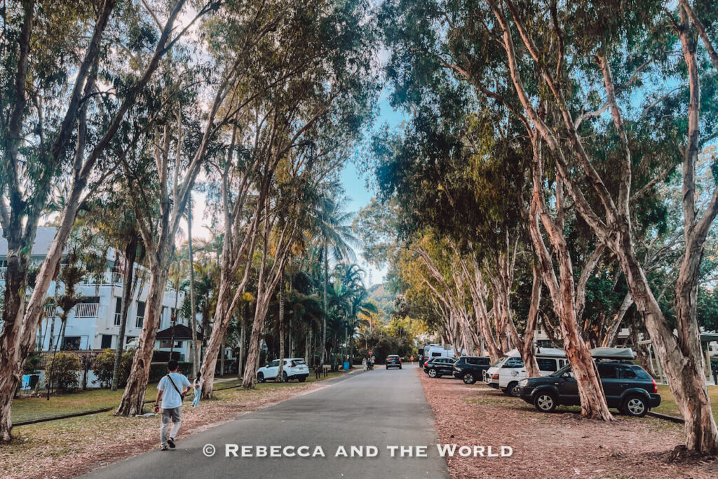 Tea tree-lined street in Port Douglas with campervans and cars parked along the roadside, a popular base for exploring things to do in Port Douglas