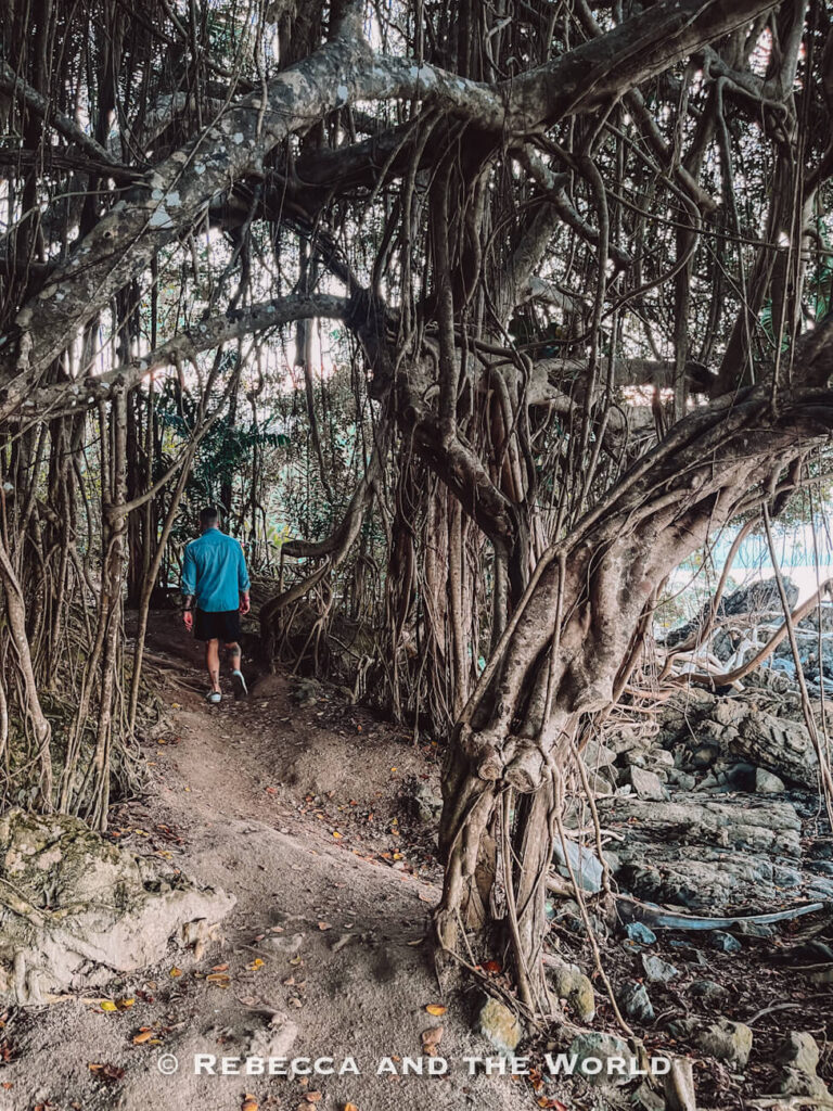 Person (the author’s husband) walking beneath the tangled roots of an ancient banyan tree on the Flagstaff Hill Port Douglas walking track