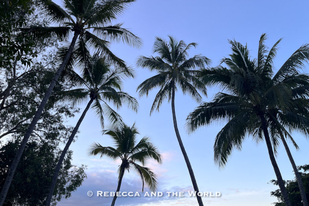 Silhouetted palm trees against a pink and blue dusk sky in Port Douglas