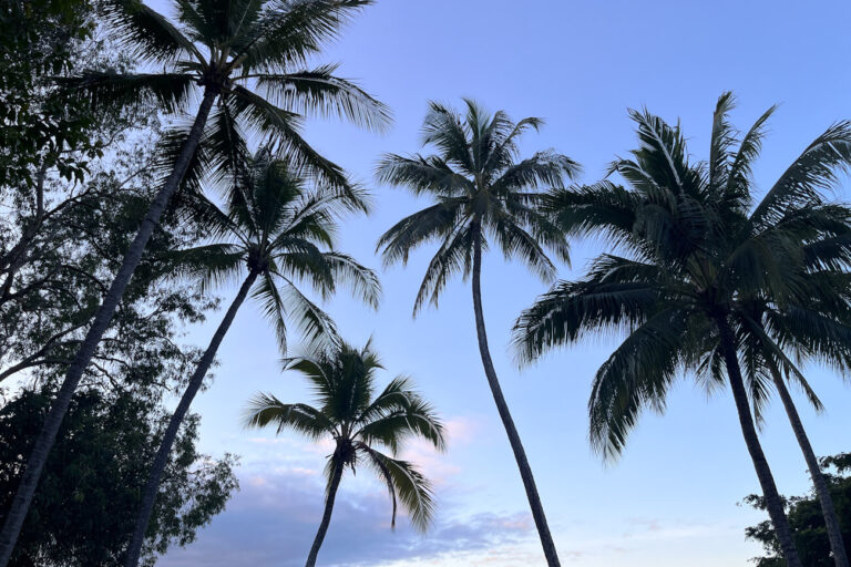 Silhouetted palm trees against a pink and blue dusk sky in Port Douglas