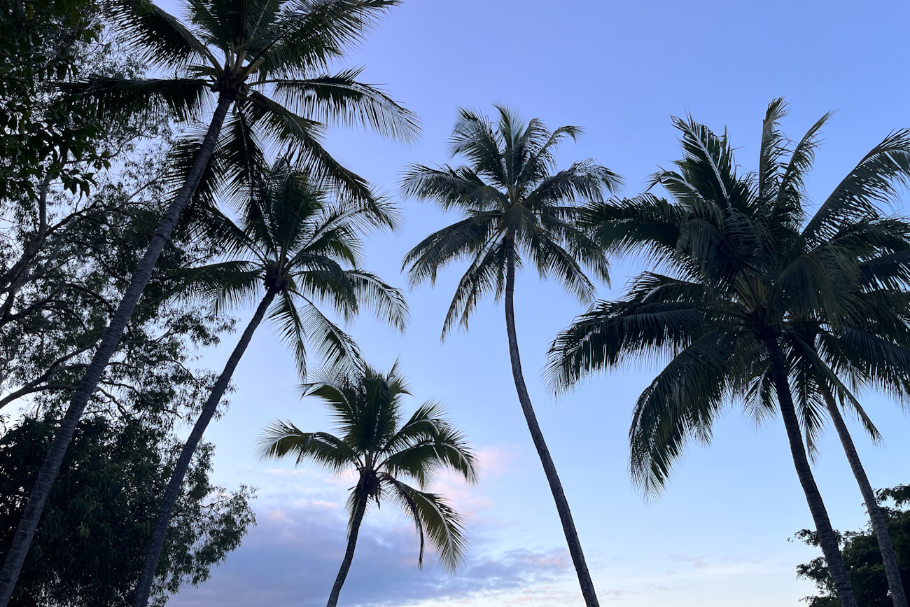Silhouetted palm trees against a pink and blue dusk sky in Port Douglas