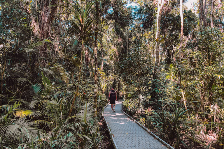 Boardwalk trail winding through lush Daintree Rainforest canopy, with a hiker (the author’s husband) walking beneath the trees