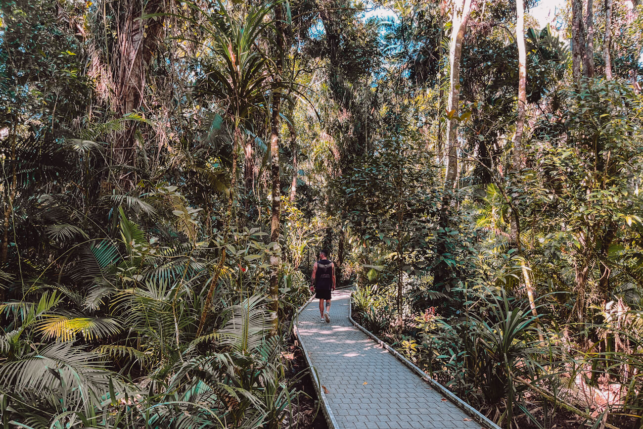 Boardwalk trail winding through lush Daintree Rainforest canopy, with a hiker (the author’s husband) walking beneath the trees