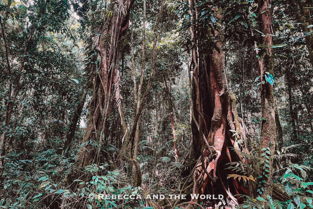 Enormous rainforest trees with buttress roots and hanging vines along the Rainforest Circuit Track, a Daintree Rainforest walk at Mossman Gorge