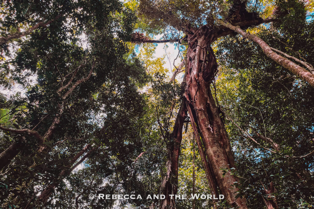 Looking up at the rainforest canopy and a towering strangler fig on the Rainforest Circuit Track at Mossman Gorge in the Daintree