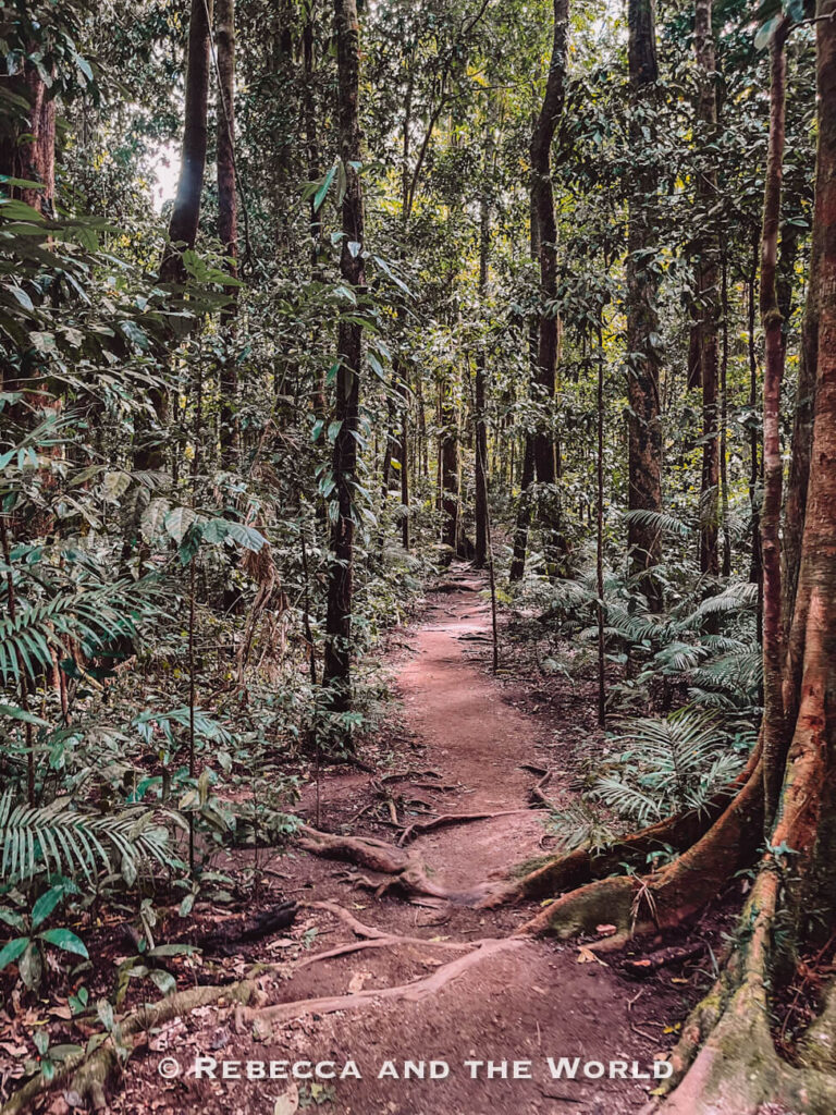 A dirt path winding between tree roots and fan palms on the Rainforest Circuit Track, the longest of the Mossman Gorge walks