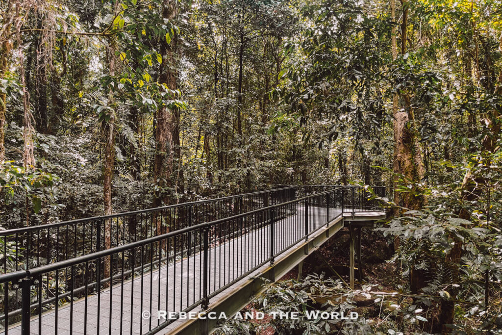 The raised metal boardwalk of the wheelchair-accessible Baral Marrjanga Walk winding through the rainforest at Mossman Gorge